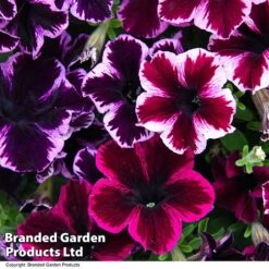 Petunia 'Cosmic Duo' -Garden Plants PETU COSMICMIX T40817