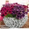Petunia 'Cosmic Duo' -Garden Plants PETU COSMICMIX T40818