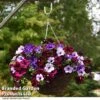 Petunia 'Sky Mix' Trio (with Night Sky) -Garden Plants PETU SKYMIXED T441561