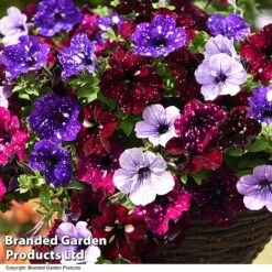 Petunia 'Sky Mix' Trio (with Night Sky) -Garden Plants PETU SKYMIXED T444481