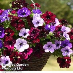 Petunia 'Sky Mix' Trio (with Night Sky) -Garden Plants PETU SKYMIXED T444491