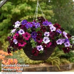 Petunia 'Sky Mix' Trio (with Night Sky) -Garden Plants PETU SKYMIXED T444501