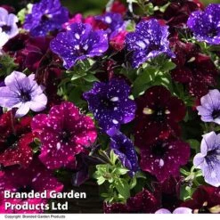 Petunia 'Sky Mix' Trio (with Night Sky) -Garden Plants PETU SKYMIXED T444521