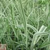 Phalaris Arundinacea Var. Picta (Marginal Aquatic) -Garden Plants PHAL T78069 A h