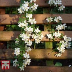 Philadelphus 'Albatre'