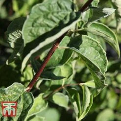 Philadelphus 'Albatre' -Garden Plants PHIL T66362 C