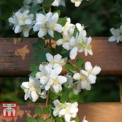 Philadelphus 'Albatre' -Garden Plants PHIL T66362 D