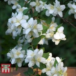 Philadelphus 'Albatre' -Garden Plants PHIL T66362 E