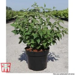 Philadelphus 'Albatre' -Garden Plants PHIL T66362 F