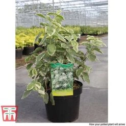 Philadelphus Coronarius 'Variegatus' -Garden Plants PHIL T66367 C1