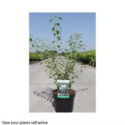 Philadelphus 'Frosty Morn' -Garden Plants PHIL T66369 B h