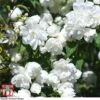 Philadelphus 'Virginal' -Garden Plants PHIL T68144 F