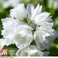 Philadelphus 'Virginal' 12 Philadelphus 'Virginal' -Garden Plants PHIL T68144 G