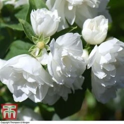 Philadelphus 'Virginal' 13 Philadelphus 'Virginal' -Garden Plants PHIL T68144 H