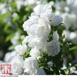 Philadelphus 'Virginal' 14 Philadelphus 'Virginal' -Garden Plants PHIL T68144 I