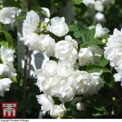 Philadelphus 'Virginal' 15 Philadelphus 'Virginal' -Garden Plants PHIL T68144 J