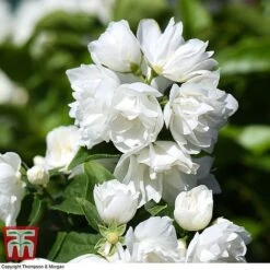 Philadelphus 'Virginal' 16 Philadelphus 'Virginal' -Garden Plants PHIL T68144 K