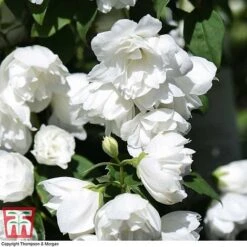 Philadelphus 'Virginal' 18 Philadelphus 'Virginal' -Garden Plants PHIL T68144 M