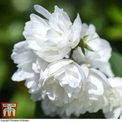 Philadelphus 'Virginal' 19 Philadelphus 'Virginal' -Garden Plants PHIL T68144 N