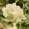 Philadelphus Coronarius 'Variegatus' -Garden Plants PHIL t66367 A
