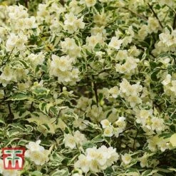 Philadelphus Coronarius 'Variegatus' -Garden Plants PHIL t66367 D