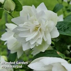 Philadelphus 'Pearls Of Perfume' -Garden Plants PHIL PEARLPERF H41548
