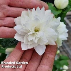 Philadelphus 'Pearls Of Perfume' -Garden Plants PHIL PEARLPERF H41551