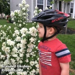 Philadelphus 'Pearls Of Perfume' -Garden Plants PHIL PEARLPERF H41553