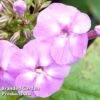 Phlox Paniculata 'Lilac Flame' -Garden Plants PHLO KC9130 A