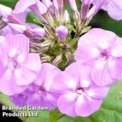 Phlox Paniculata 'Lilac Flame' -Garden Plants PHLO KC9130 B