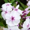 Phlox Paniculata 'White Eye Flame' -Garden Plants PHLO T82186 A