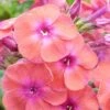 Phlox Paniculata 'Coral Flame' -Garden Plants PHLO CORALFLAM S36904