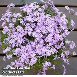Creeping Phlox Trio Collection -Garden Plants PHLO FORTHILL L366471