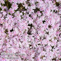 Creeping Phlox Trio Collection -Garden Plants PHLO KIMONO L37590