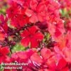 Phlox Paniculata 'Starfire' -Garden Plants PHLO STARFIRE1