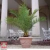Phoenix Palm -Garden Plants PHOE T16993 A
