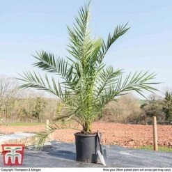 Phoenix Palm 12 Phoenix Palm -Garden Plants PHOE T16993 E