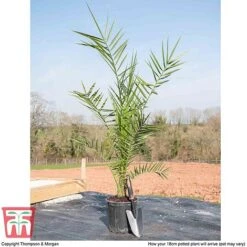 Phoenix Palm 10 Phoenix Palm -Garden Plants PHOE T16993 F