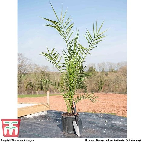 Phoenix Palm 5 Phoenix Palm - Image 3