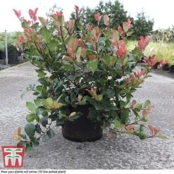 Photinia Fraseri 'Little Red Robin' 8 Photinia Fraseri 'Little Red Robin' -Garden Plants PHOT T68445 C