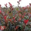 Photinia Fraseri 'Little Red Robin' -Garden Plants PHOT T68445 D