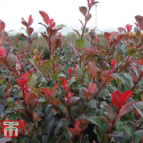 Photinia Fraseri 'Little Red Robin' 3 Photinia Fraseri 'Little Red Robin'