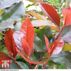 Photinia X Fraseri 'Scarlet Blaze'
