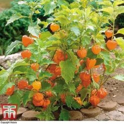 Everlasting Perennial Collection -Garden Plants PHYS 10631 A2