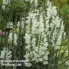Physostegia Virginiana 'Alba' -Garden Plants PHYS KC9131 A