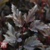 Physocarpus Opulifolius 'Summer Wine' -Garden Plants PHYS T66383 A