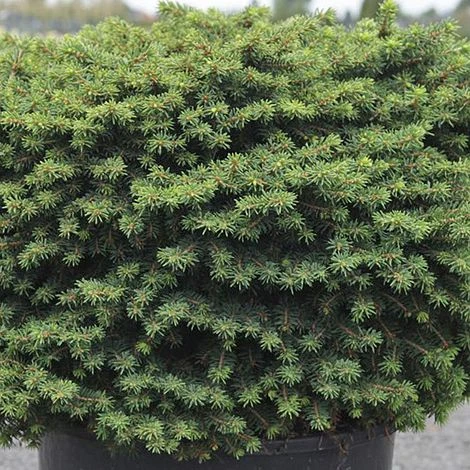 Picea Abies 'Little Gem' 3 Picea Abies 'Little Gem'