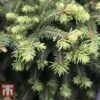 Picea Abies 'Nidiformis' -Garden Plants PICE T66385 A