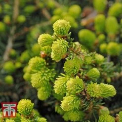 Picea Abies 'Nidiformis' -Garden Plants PICE T66385 C