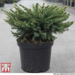 Picea Abies 'Nidiformis' -Garden Plants PICE T66385 D